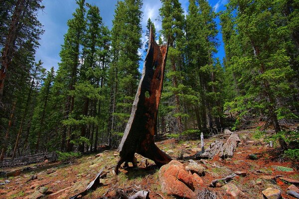 A dead tree on the rocks against the background of the forest