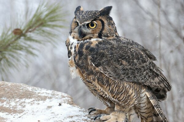 Predators in nature, an owl in all its glory