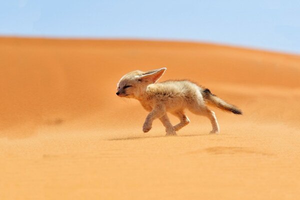 Un petit fenek court dans le désert