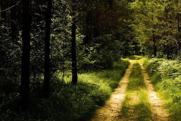 A lo largo del camino por el sendero, caminamos hacia el bosque verde