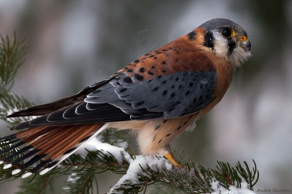 Der Vogel sitzt im Winter auf einem Nadelbaum