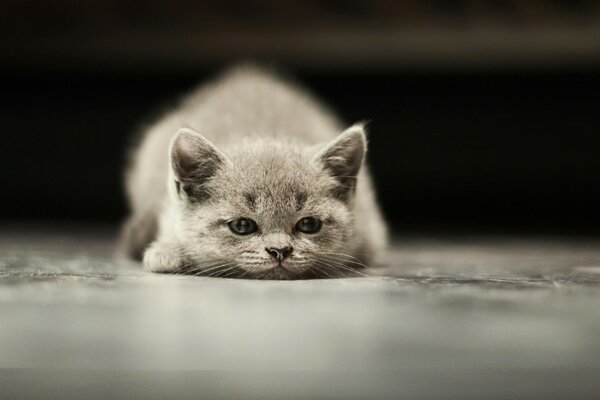 Серый котёнок лежит на полу