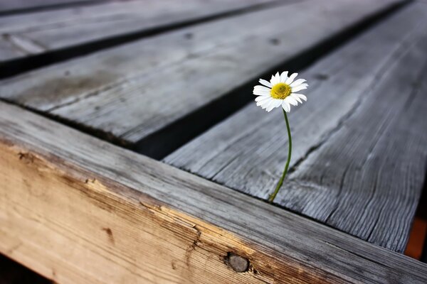 A lonely daisy that broke through the boards