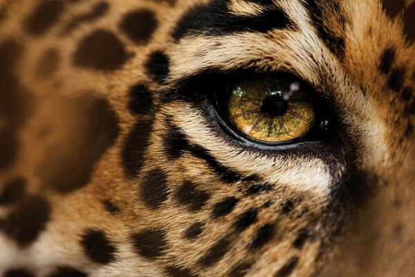 Foto macro del ojo del leopardo