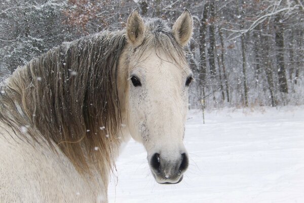 Caballo en la naturaleza en invierno en el bosque