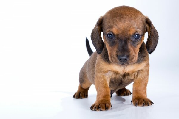 Cute dachshund puppy on a white background