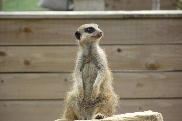 Un Meerkat siede su una piccola pietra