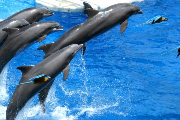 Dolphins in the sea are a whole flock