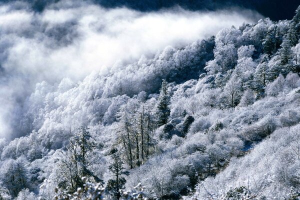 Forêt d hiver dans les montagnes vue de dessus