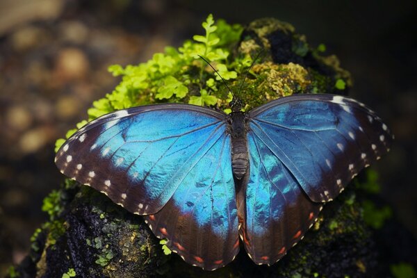 Ripresa macro della farfalla blu