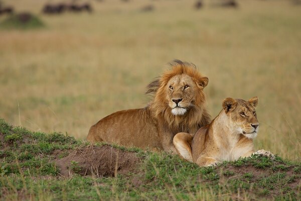 A couple of a lion and a lioness are lying next to each other