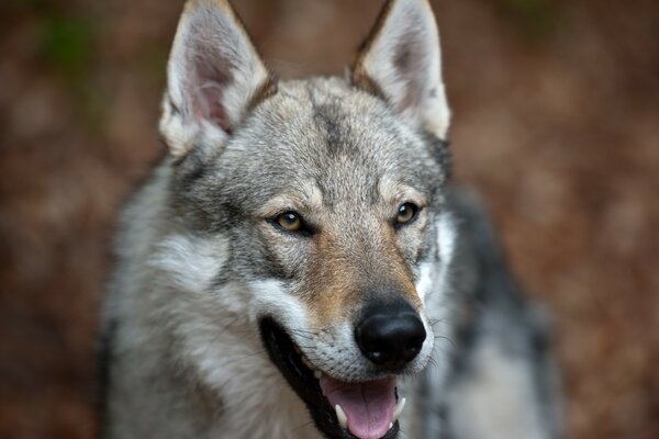 Perro mestizo con lobo de cerca