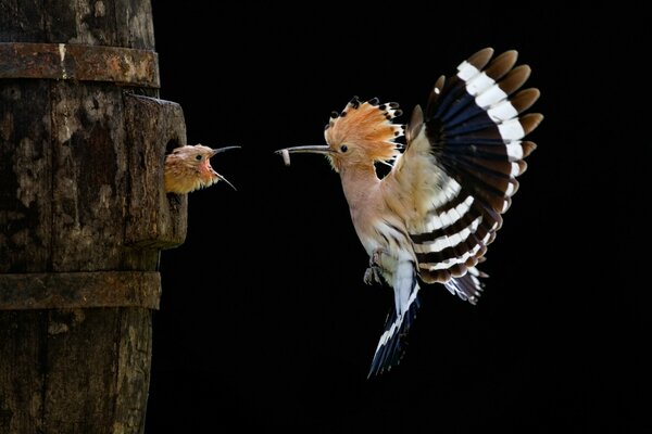 Un hermoso pájaro cuida a un polluelo