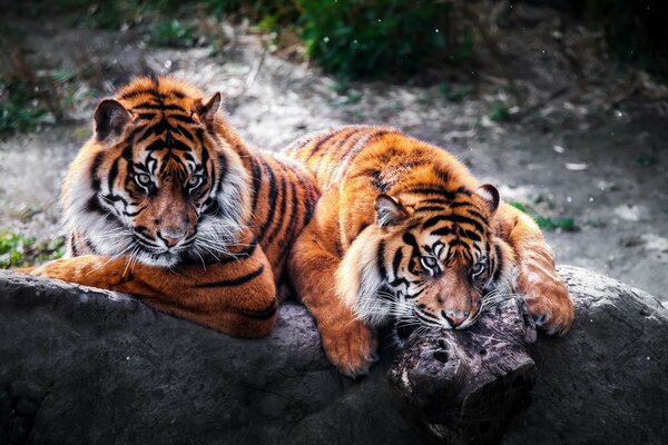 Tigers. Tigers on a rock. Predators hunt