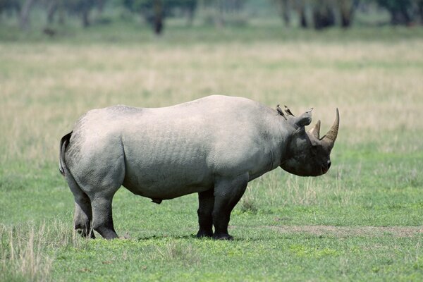 Nashorn auf einem Spaziergang. Großes Tier