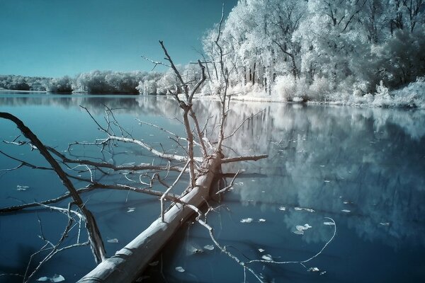 A fallen tree on a frozen lake