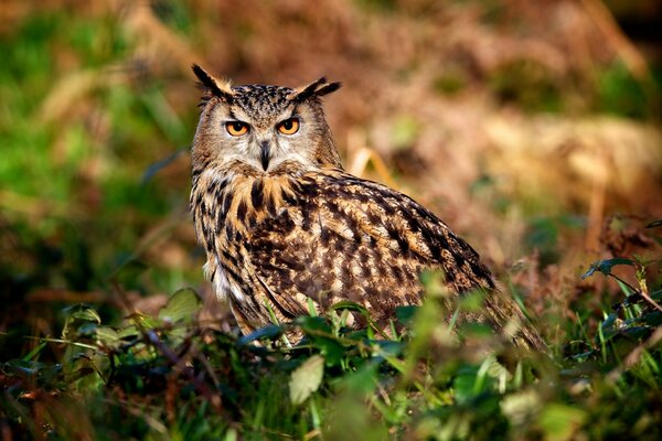 Owl in nature. Owl in the wild