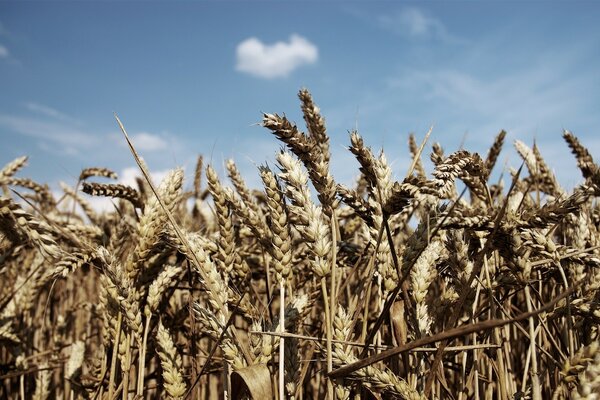 Поле пшеницы на фоне голубого неба