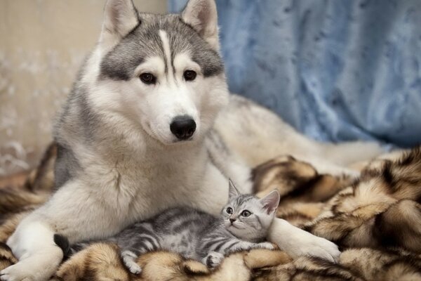 Perro Husky con gato