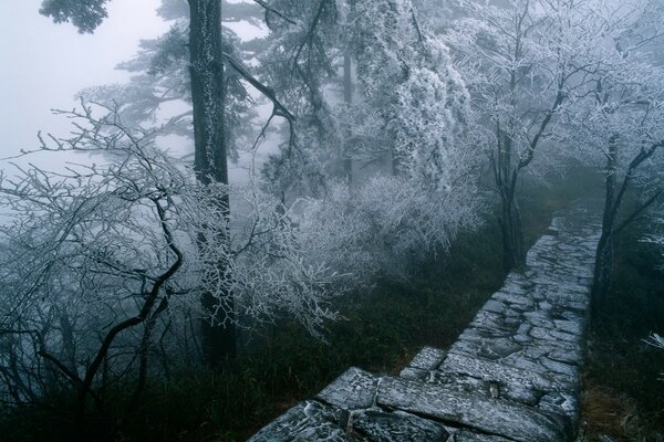 A rocky path in the middle of a snow-covered forest