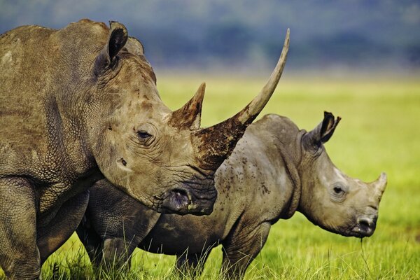 África. Sabana. Un par de rinocerontes