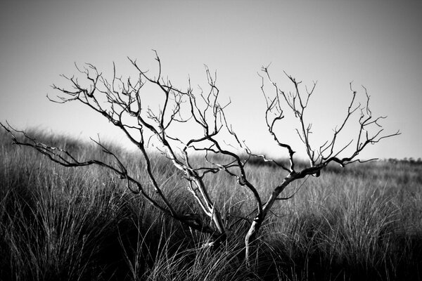 A dry shrub stands in a field. black and white image