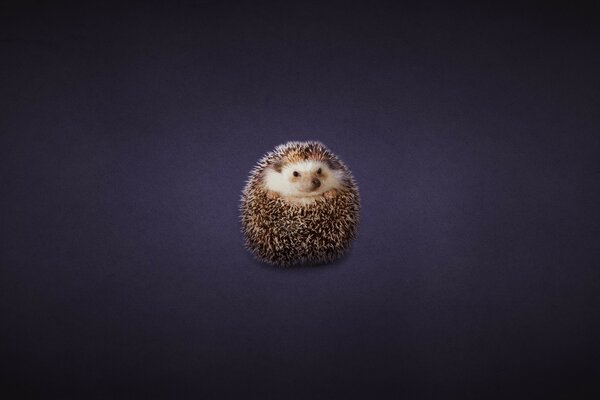 Hedgehog in the form of a ball on a darkish background