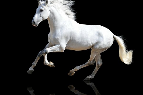 Weißes Pferd auf dunklem Hintergrund