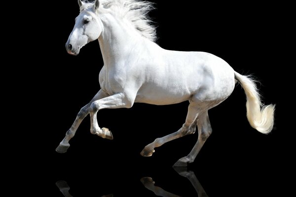 A white horse on a dark background