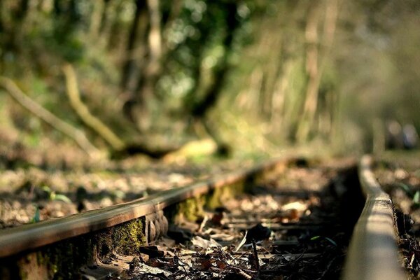 Viejos rieles abandonados en el bosque