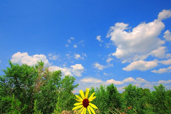 Gelbe Blume auf dem Hintergrund von Grün und Himmel