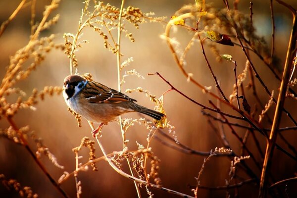 A little sparrow is sitting on a branch