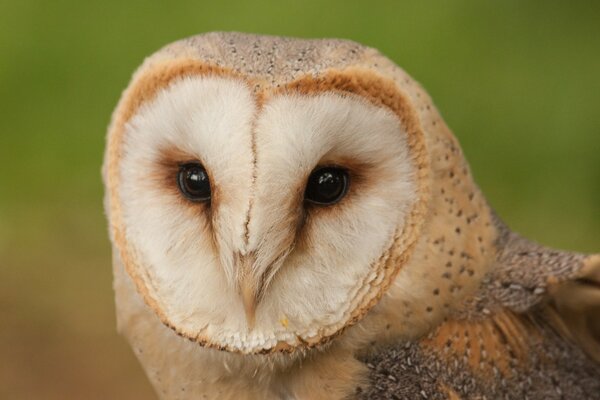 Portrait of a beautiful light owl