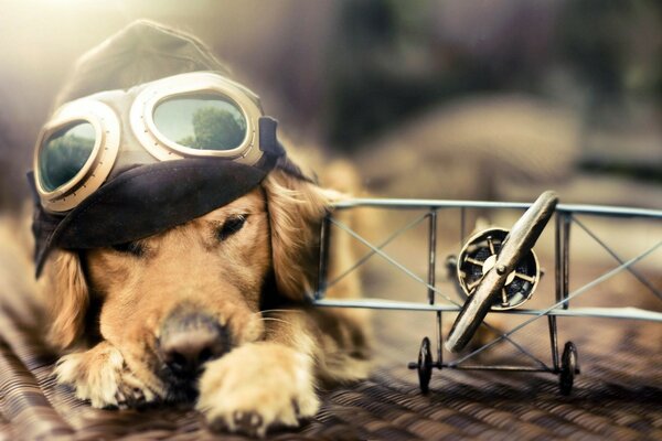 Chien couché à côté de l avion avec des lunettes