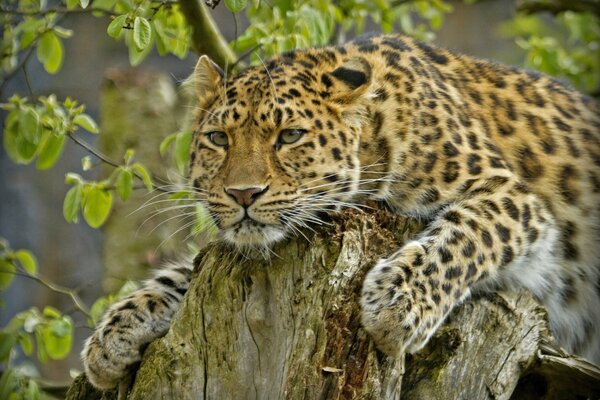 El leopardo de Amur como un gato salvaje
