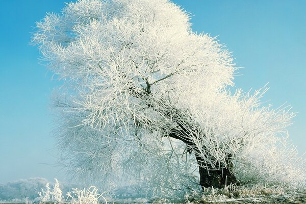 Arbre dans le givre dans le champ