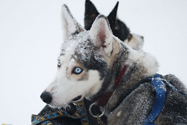 Husky dogs in the snow in winter