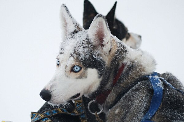 Chiens Husky en hiver dans la neige