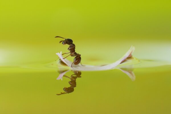 Macro filming of the navigator ant