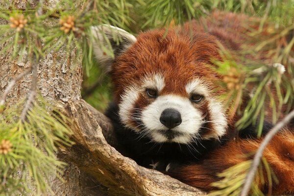 Panda rojo en un árbol