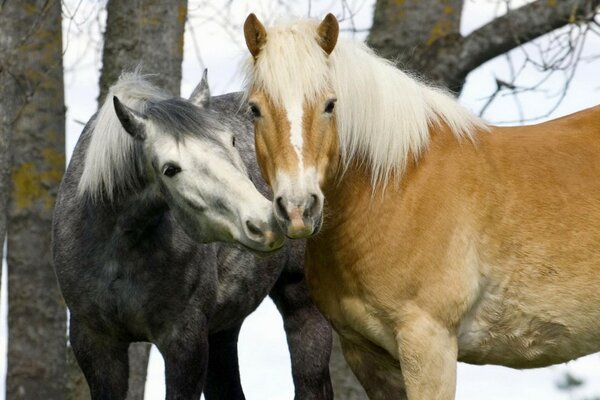 Couple de chevaux sur fond d arbres