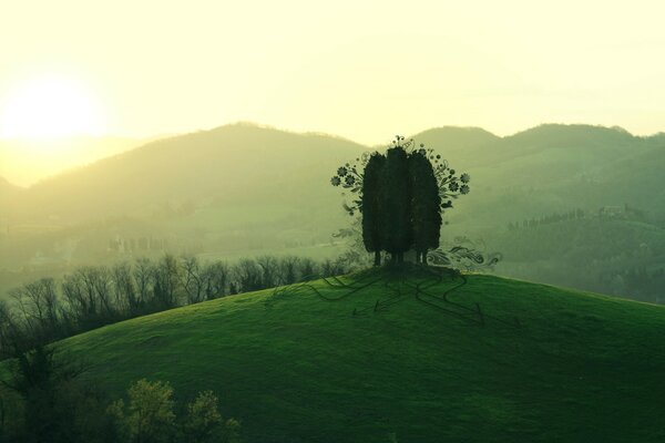 A beautiful tree in the middle of a field