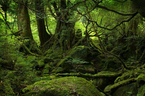 Green moss in the old forest