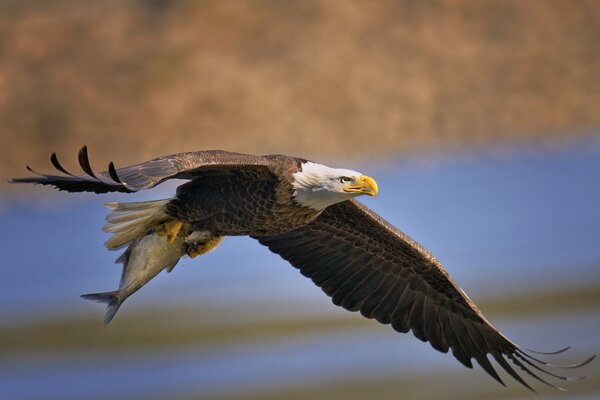 The predatory eagle spread its wings in flight