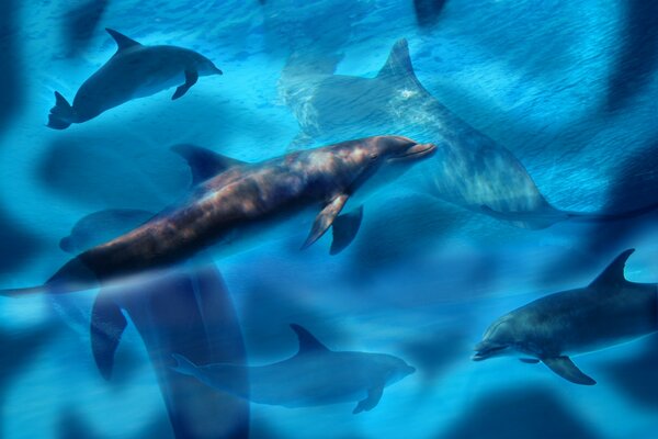 Dauphins dans le bleu de la mer