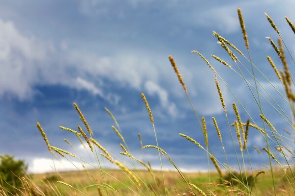 Espiguillas de hierba de pradera contra un cielo tormentoso