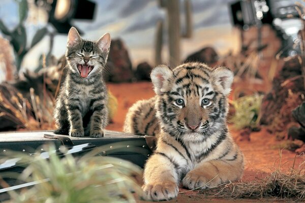 Съёмка дружбы тигрёнка и котенка