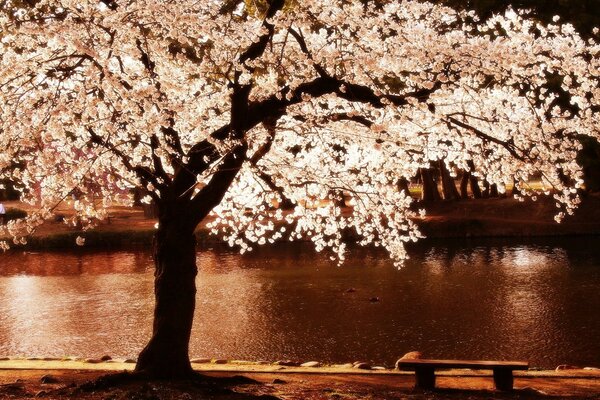 A tree with shining foliage on the background of a river