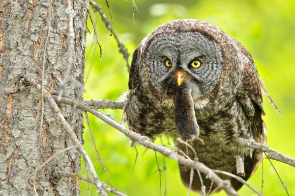 Bearded owl hunting on a tree