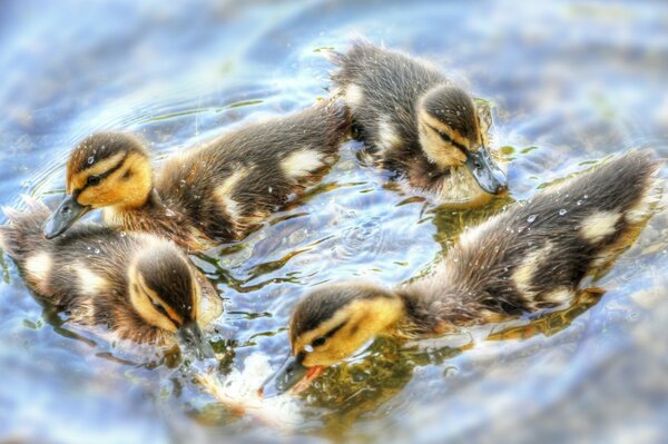 Tanz der kleinen Entenküken auf dem Wasser